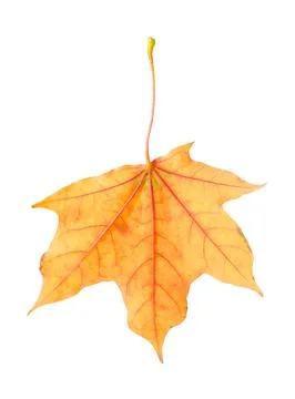 One maple leaf isolated on white. Autumn season 写真素材