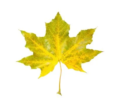 One maple leaf isolated on white. Autumn season Stock Photos