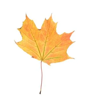 One maple leaf isolated on white. Autumn season Foto stock
