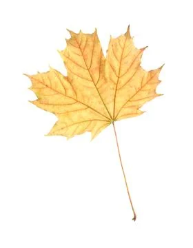One maple leaf isolated on white. Autumn season Stock Photos