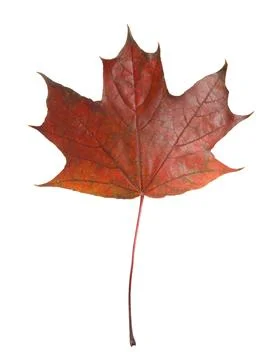 One maple leaf isolated on white. Autumn season 스톡 사진
