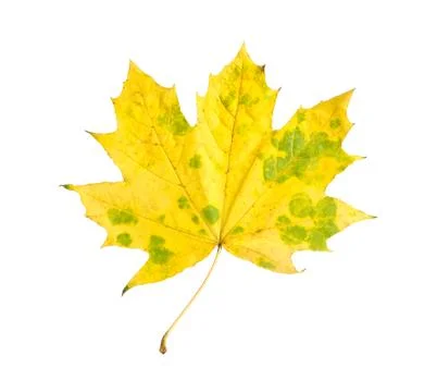 One maple leaf isolated on white. Autumn season Stock Photos