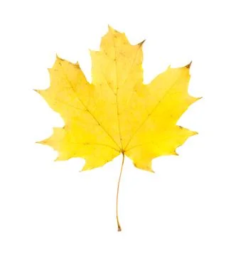 One maple leaf isolated on white. Autumn season Stock Photos