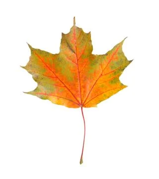 One maple leaf isolated on white. Autumn season Stock Photos