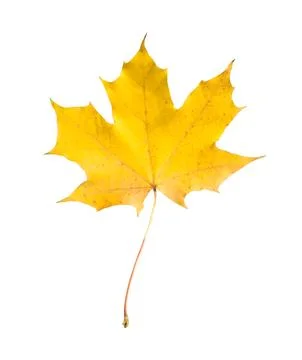 One maple leaf isolated on white. Autumn season Stock Photos