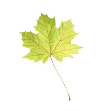 One maple leaf isolated on white. Autumn season Stock Photos