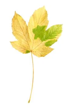 One maple leaf isolated on white. Autumn season Stock Photos