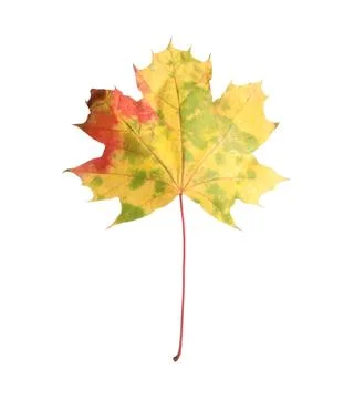One maple leaf isolated on white. Autumn season Stock Photos