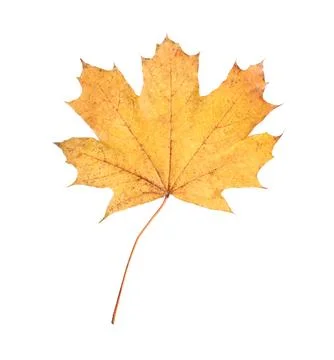 One maple leaf isolated on white. Autumn season Stock Photos