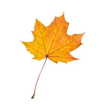 One maple leaf isolated on white. Autumn season Stock Photos