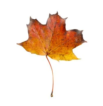 One maple leaf isolated on white. Autumn season Foto stock
