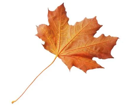 One maple leaf isolated on white. Autumn season Stock Photos