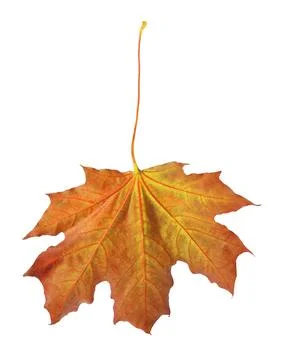 One maple leaf isolated on white. Autumn season Stock Photos