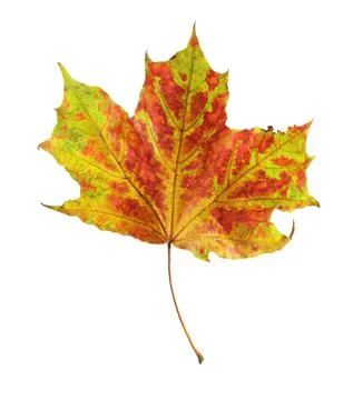 One maple leaf isolated on white. Autumn season 스톡 사진
