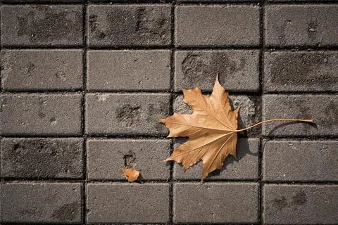 One maple leaf lies on the sidewalk Stock Photos