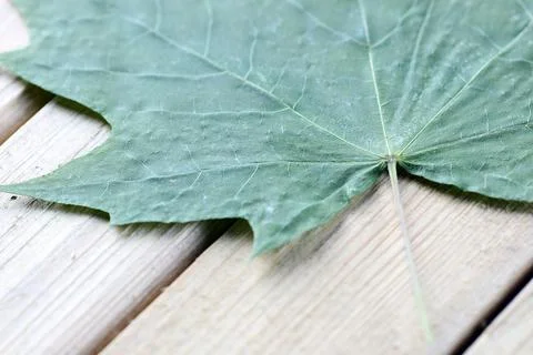 One maple leaf Stock Photos