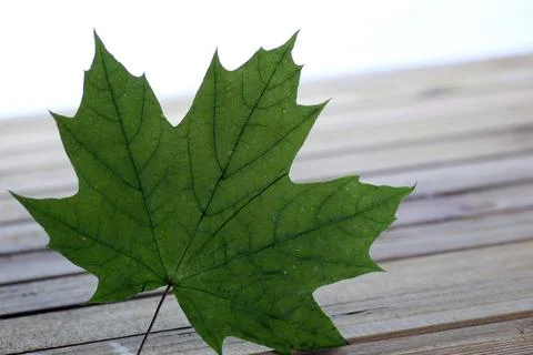 One maple leaf Stock Photos