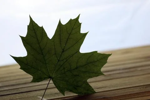One maple leaf Stock Photos