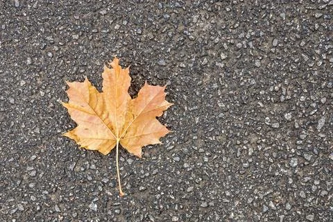 One maple leaf on road asphalt Stock Photos