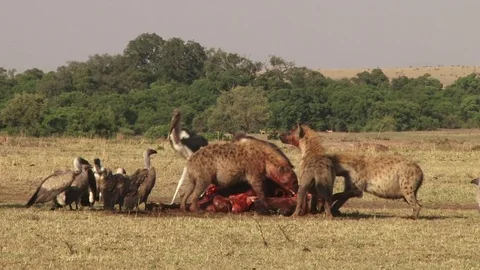 One marabou stork gets piece of meat but is immediately taken by another stork Stock Footage 80964668