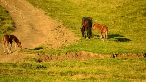 One mare and two foals grazing on pasture Stock Footage 88120536