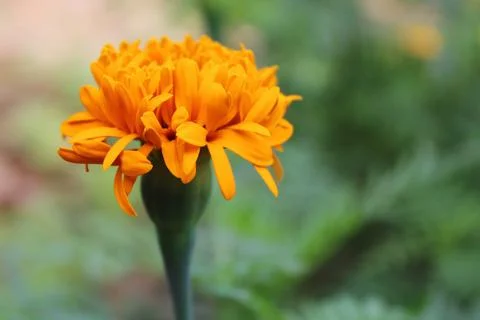 One marigold flower Stock Photos