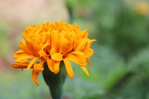 One marigold flower Stock Photos