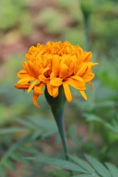One marigold flower Stock Photos