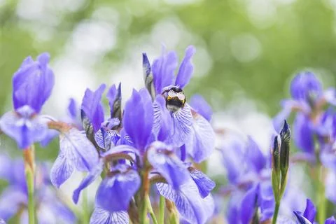 One maybug in the wild iris flower close up Stock Photos