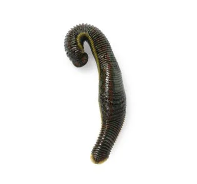 One medicinal leech isolated on white, top view Stock Photos