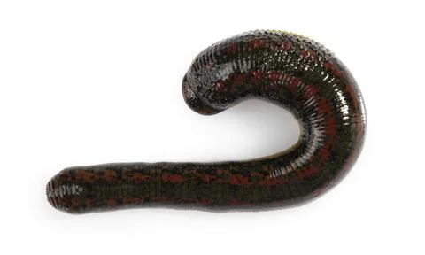 One medicinal leech isolated on white, top view Stock Photos