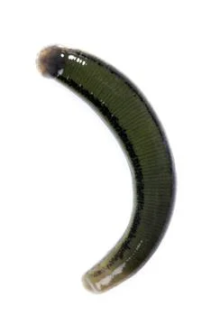 One medicinal leech isolated on white, top view Stock Photos