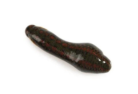 One medicinal leech isolated on white, top view Stock Photos