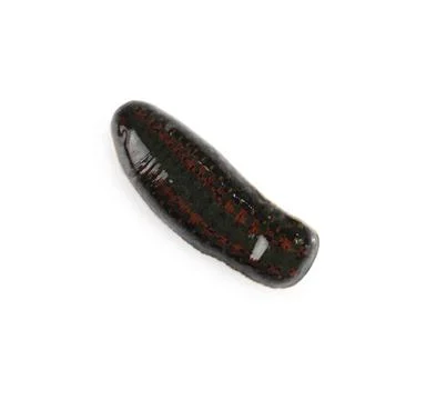 One medicinal leech isolated on white, top view Stock Photos