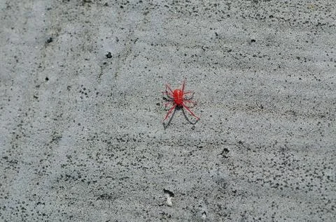 One micro red spider Stock Photos