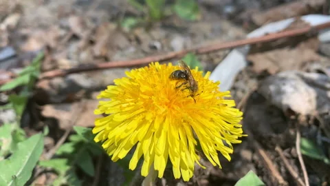One mining bee collects pollen on dandelion. Stock Footage 155516926