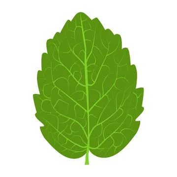 One mint leaf on a white background 스톡 일러스트