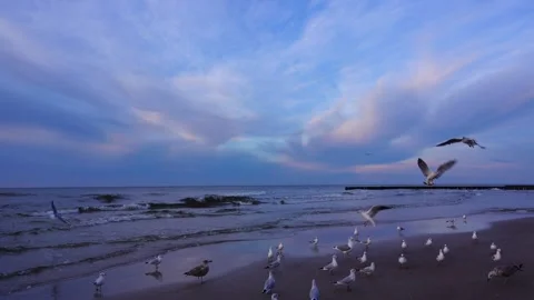 One minute 4k loop sea beach with flock of seagulls flying and soothing ocean Stock Footage 347199849
