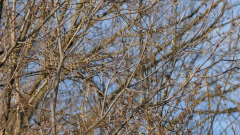 One minute extended sequence of tiny kinglet type of bird moving quickly Stock-Footage 100387669