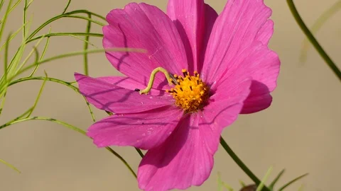 One minute extended shot of tiny green caterpillar feeding off colorful flower Stock-Footage 93043709