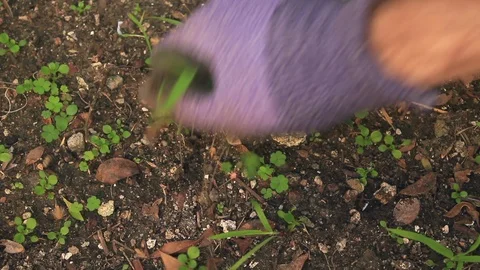 One Minute of Weeding a Garden Vídeo Stock 104670844
