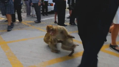 One monkey attacking other monkey. Summer time in Gibraltar Stock Footage 104418120
