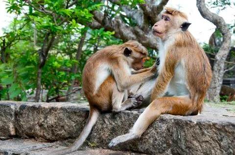 One monkey cleaning another Stock Photos