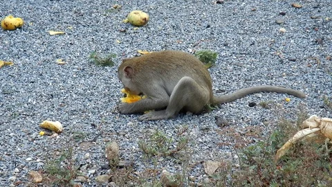 One Monkey eating mango. Stock Footage 93514346