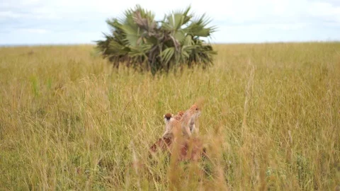 One monkey is scratching and looking for fleas in another monkey sitting in the Stock Footage 124227648