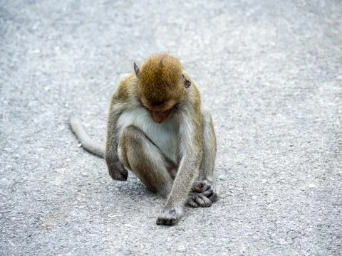 One monkey sits on the road Stock Photos