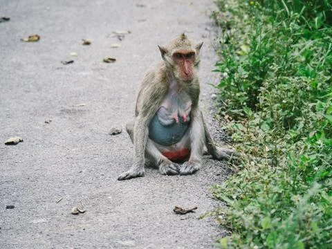 One monkey sits on the road Stock Photos