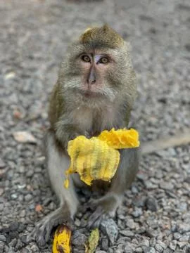 One monkey sits on the stone and eats banana Fotos Stock