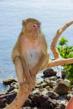 One monkey sits on a tree looks to the left Stock Photos