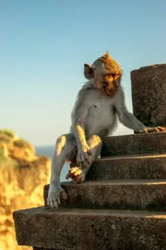 One monkey sitting looking at the sunset and watching over town in uluwatU Stock Photos